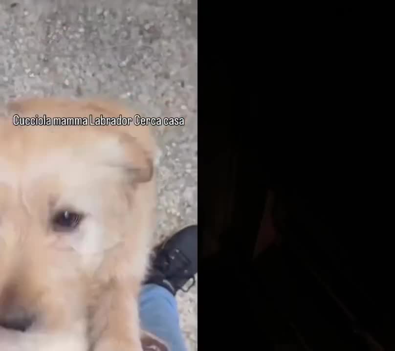 Labrador cani in regalo: Cucciola incrocio labrador  - Video 1