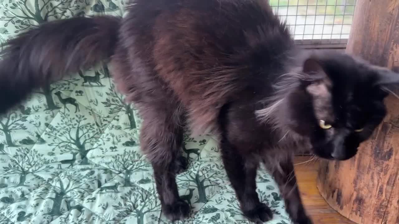 Maine Coon gatti in vendita: Cuccioli di maine coon manto black smoke - Video 4