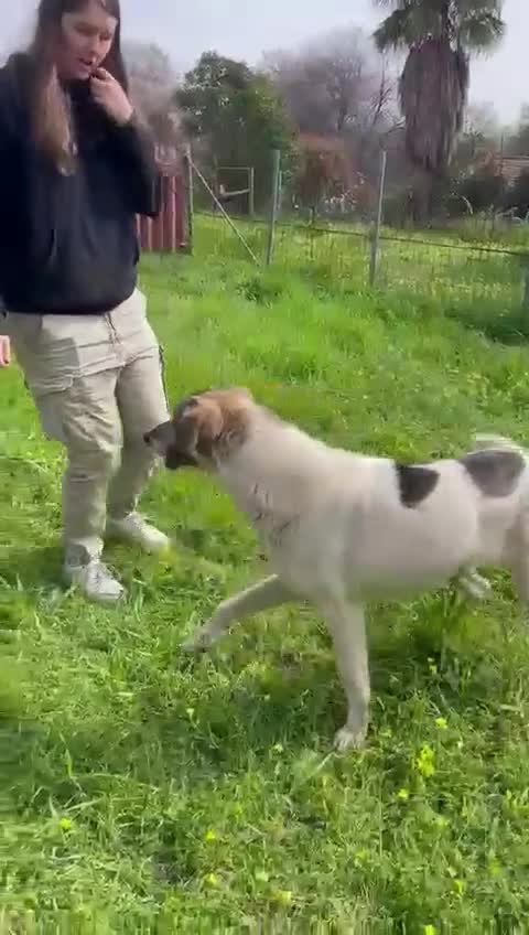 Meticcio cani in regalo: Maya: bellissima principessa taglia grande  - Video 2