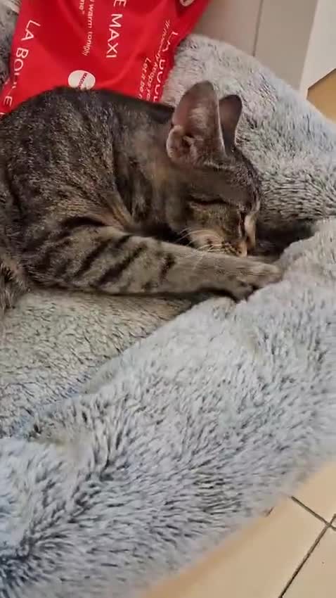 Europeo gatti in regalo:  MARGHERITA BELLISSIMA  GATTINA - Video 3