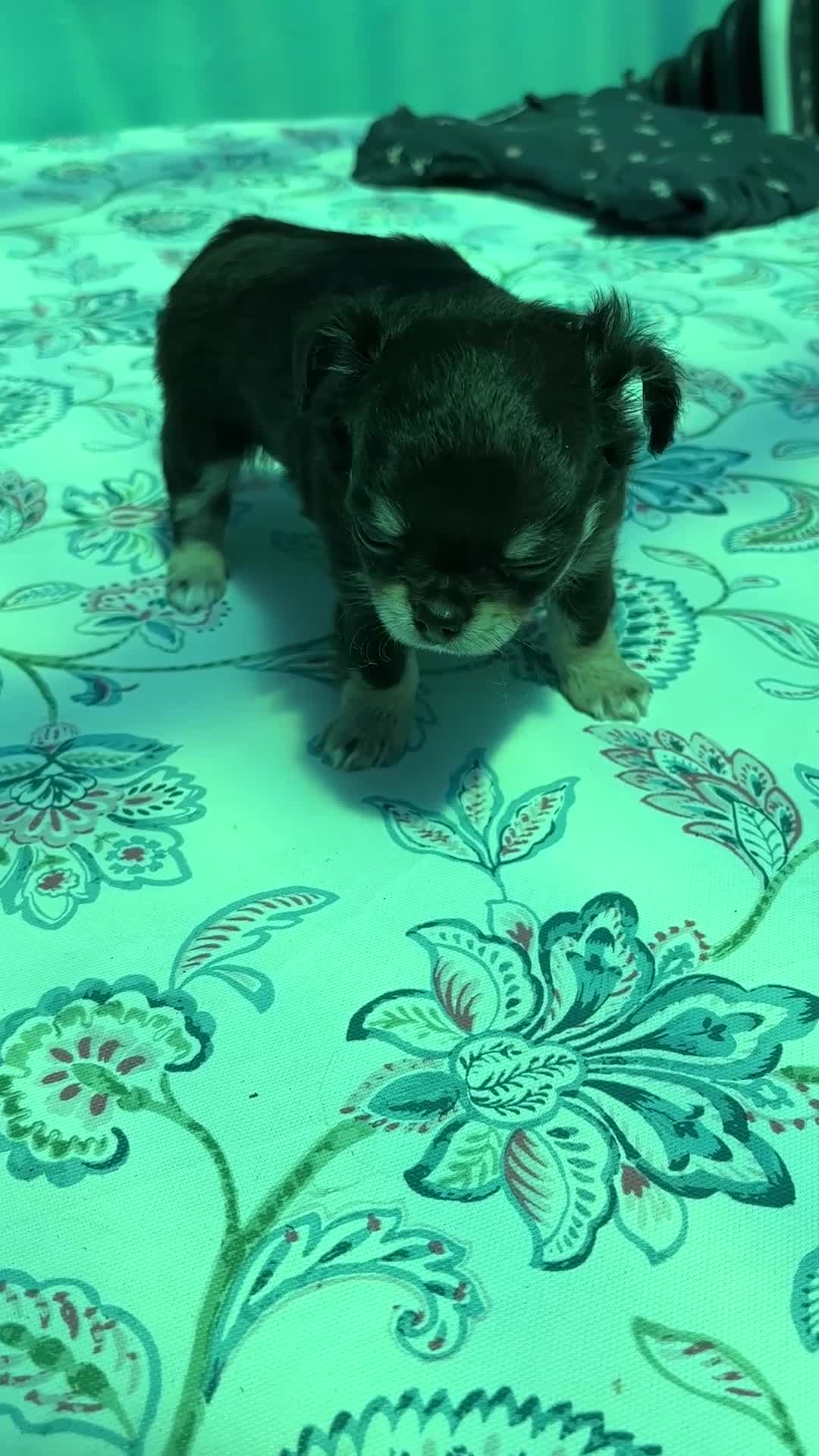 Chihuahua cani in vendita: Chihuahua pelo lungo  - Video 1