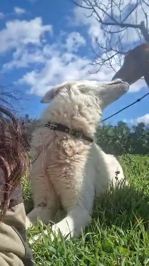 Meticcio cani in regalo: LUNA 🩷 - cucciola, nessuno ancora ha chiamato 🥺 a Provincia di Piacenza - Video 1
