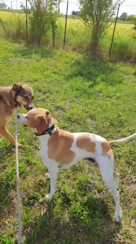 Meticcio cani in regalo: MAYA  - Video 2