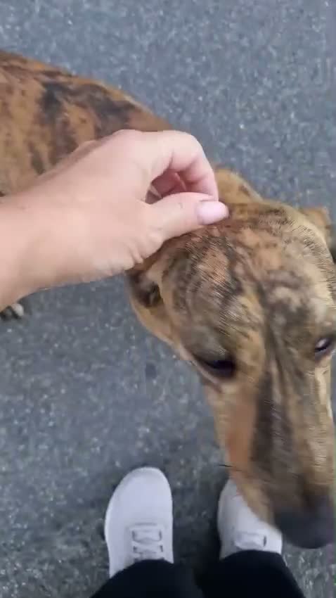 Segugio cani in regalo: Segugia maculata 1anno kg12 CASA/GIARDINO.NUORO - Video 1