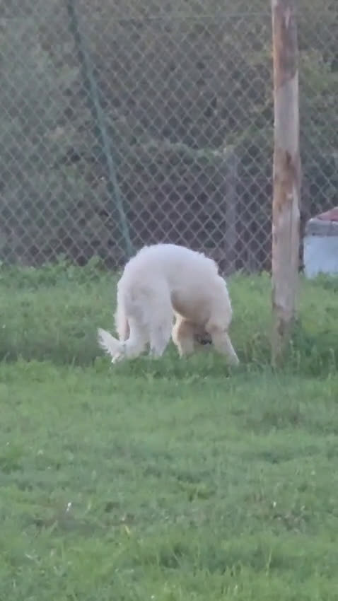 Pastore Maremmano cani in regalo: Dolcissimo diego - Video 1