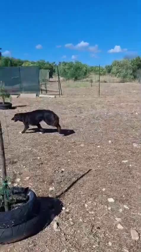 Meticcio cani in regalo: Lilly, la principessa - Video 1