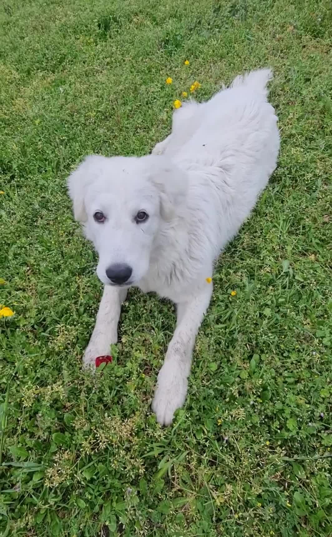 Pastore Abbruzzese Maremmano cani in regalo: Bella cucciolona giocosa - Video 2