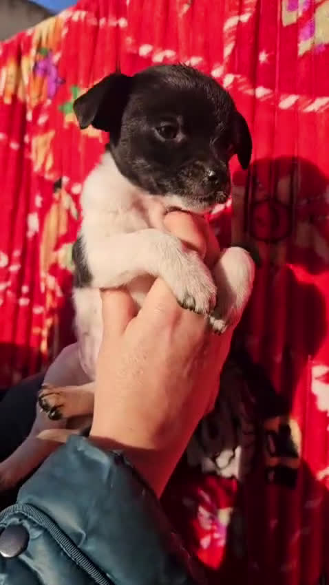 Meticcio cani in regalo: Cipollina: 2 mesi taglia piccola  - Video 1