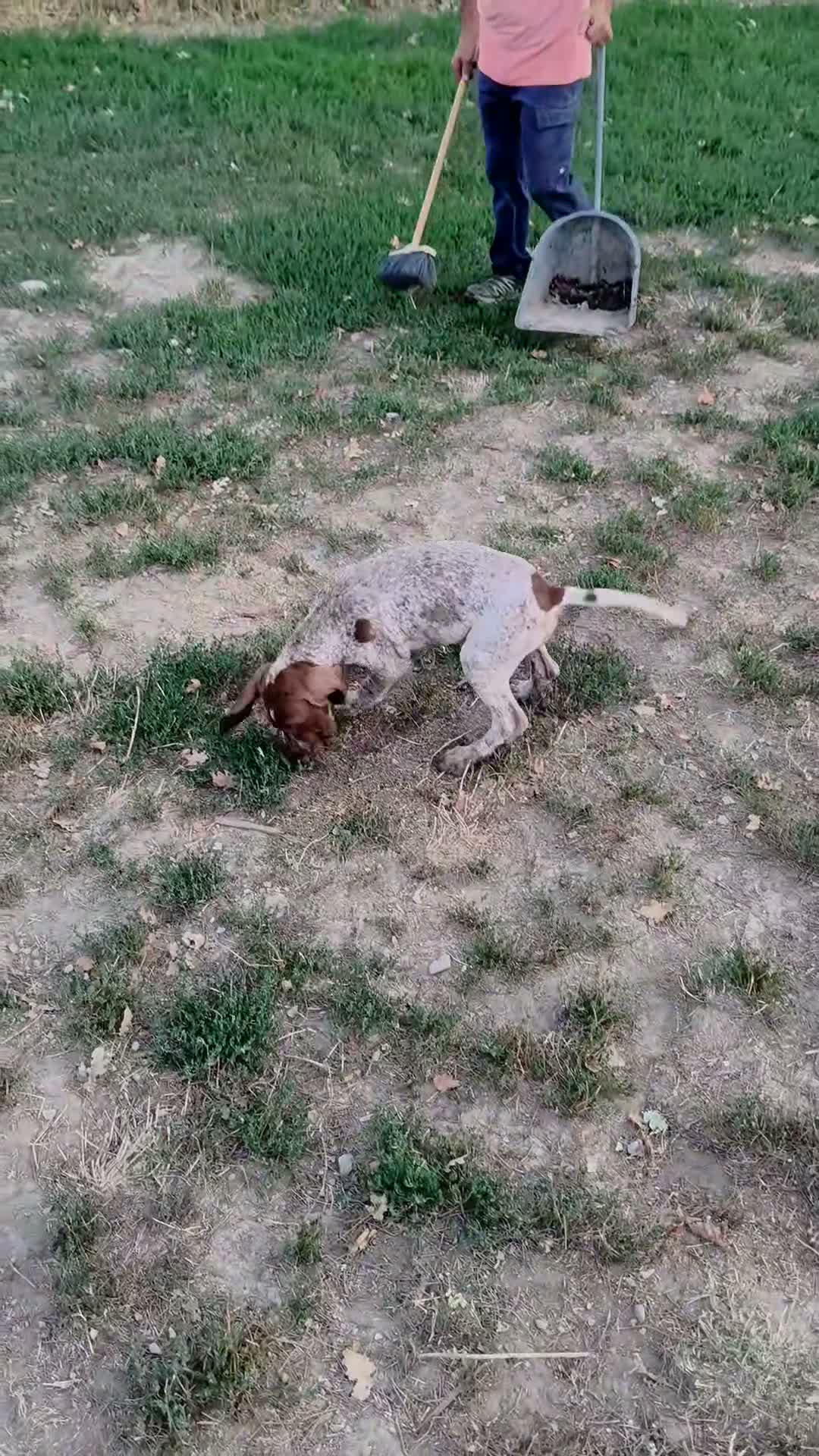 Meticcio cani in vendita: Cuccioli di 3 mesi di bracco pointer - Video 2