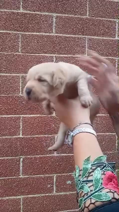 Labrador cani in vendita: Cuccioli di labrador retriever pelo corto  - Video 1