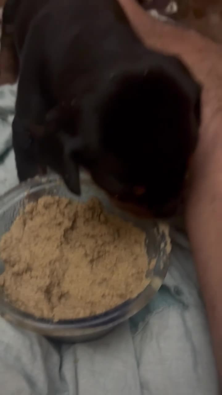 Dobermann cani in vendita: Killa di Altobello  - Video 1