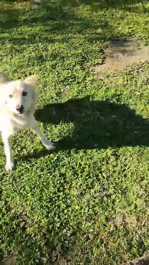 Meticcio cani in regalo: LUCKY-COTONE, IL NOSTRO ANGELO PELOSO, ASPETTA ANC a Città metropolitana di Milano - Video 3