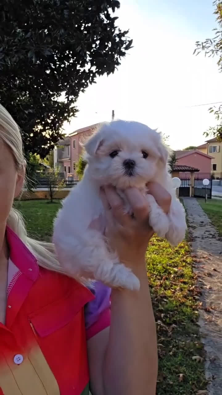 Maltese cani in vendita: Cuccioli di razza Maltese  a Provincia di Padova - Video 1