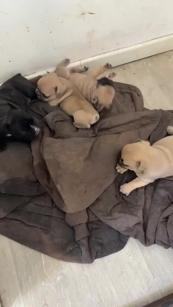 Bulldog Francese cani in vendita: Cuccioli di Bulldog Francese disponibili a Città metropolitana di Catania - Video 1