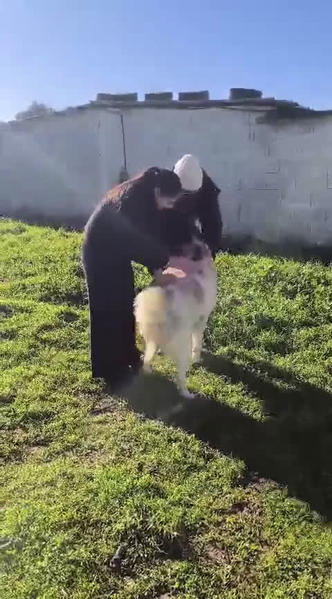 Meticcio cani in regalo: lilo tg grande buono educato affettuoso - Video 1