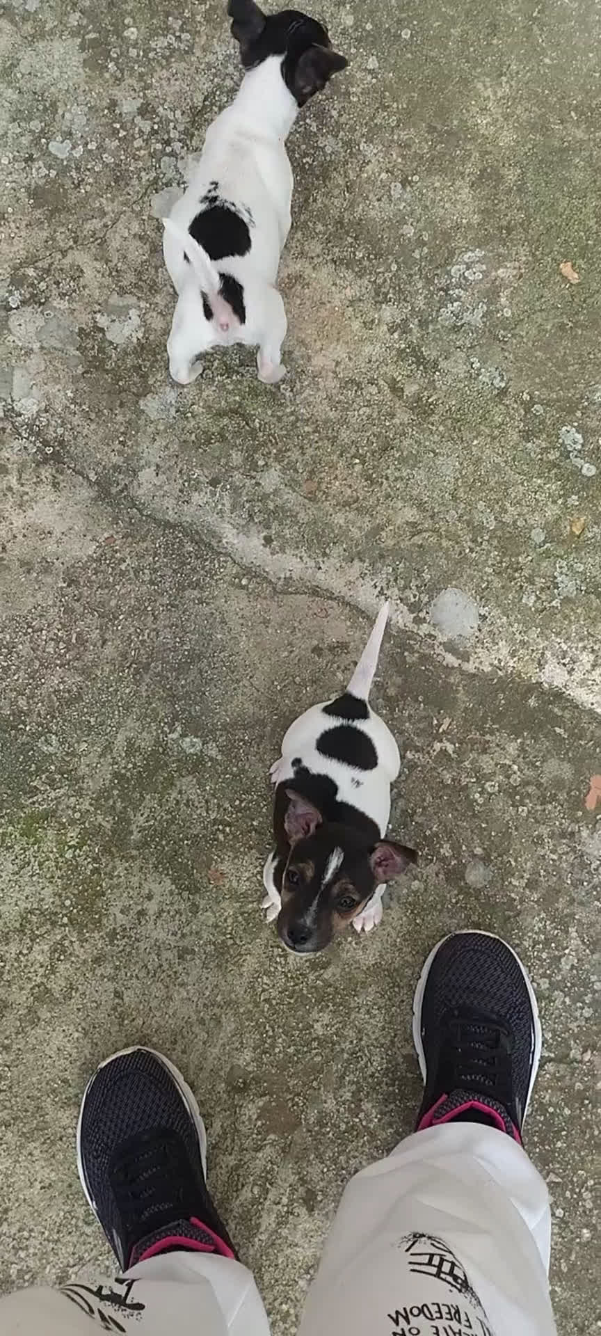 Jack Russell cani in vendita: Cuccioli jack russel  - Video 1