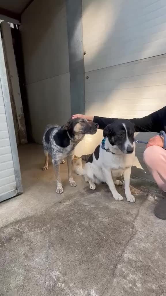 Meticcio cani in regalo: Cookie, una tenerissima meticcia - Video 3