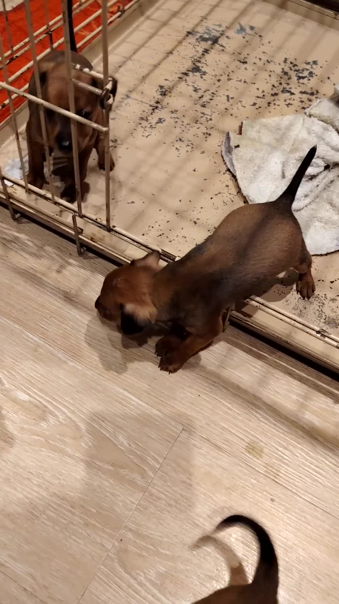 Pinscher Miniatura cani in vendita: Cuccioli Pinscher nano  - Video 2