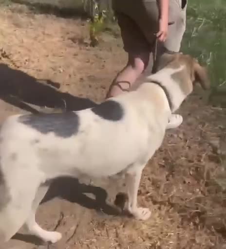 Meticcio cani in regalo: Maya: bellissima principessa taglia grande  - Video 1