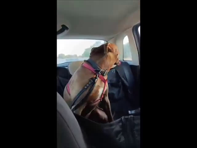 Pitbull cani in regalo: Jago aspetta ancora il suo riscatto  a Città Metropolitana di Bari - Video 2