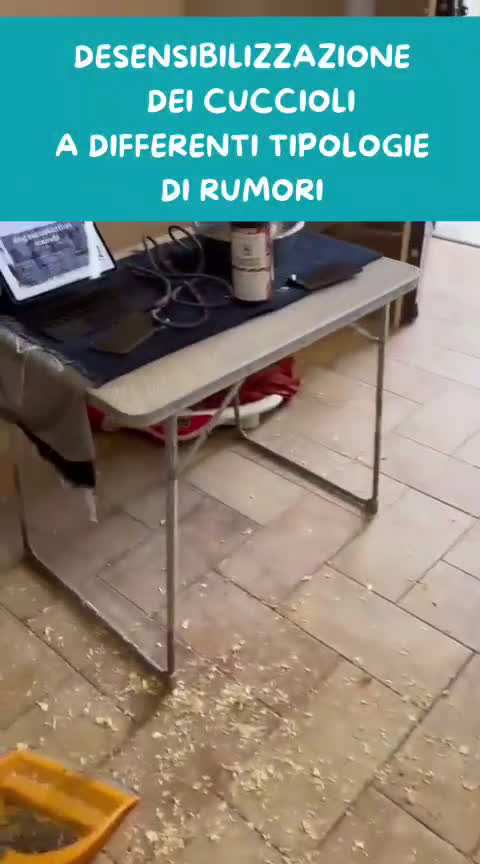 Grande Bovaro Svizzero cani in vendita: un cucciolo di bovaro cambia la vita in meglio! - Video 3