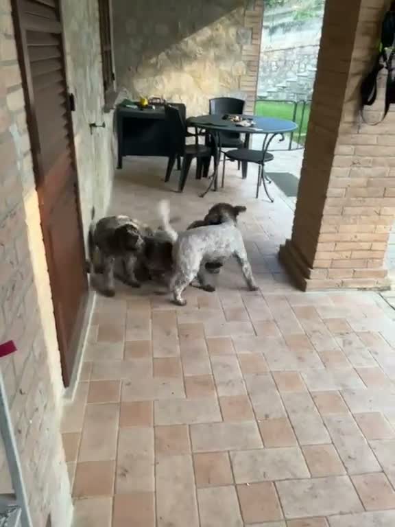 Lagotto cani in vendita: Cuccioli di Lagotto romagnolo - Video 1