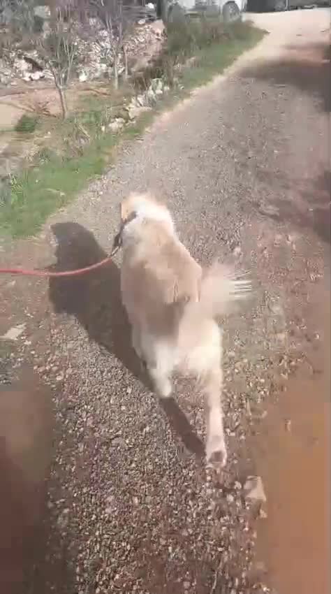 Meticcio cani in regalo: River, Simil Golden Retriever da adottare - Video 1