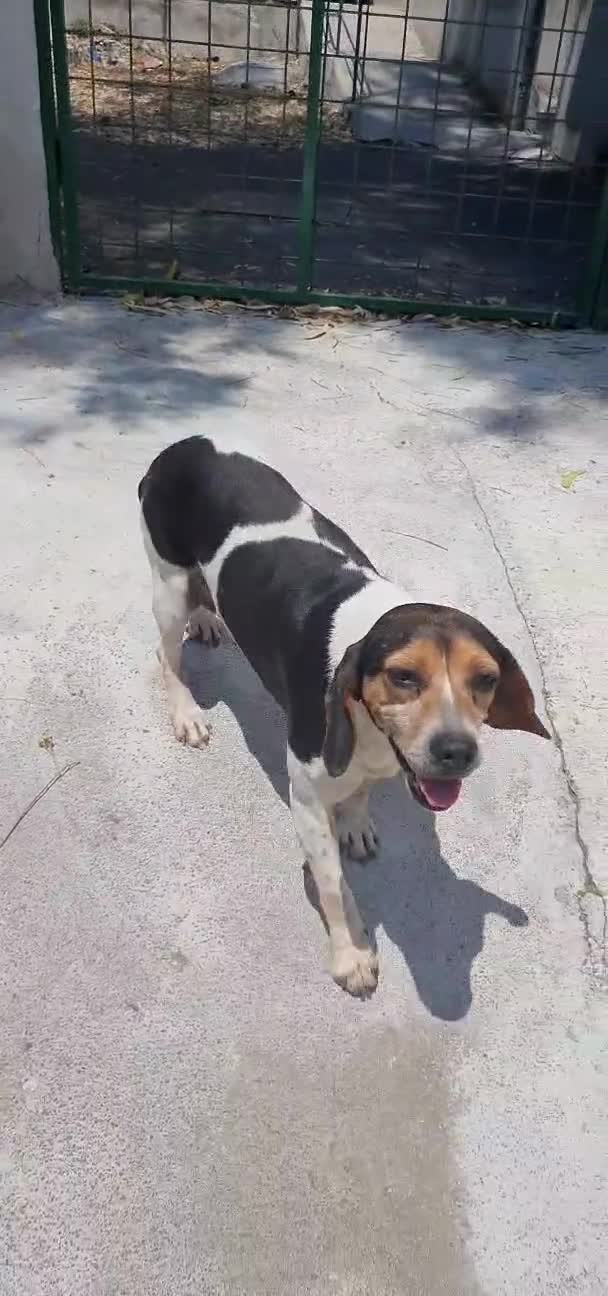Beagle cani in regalo: Camilla, Beagle femmina in canile - Video 1