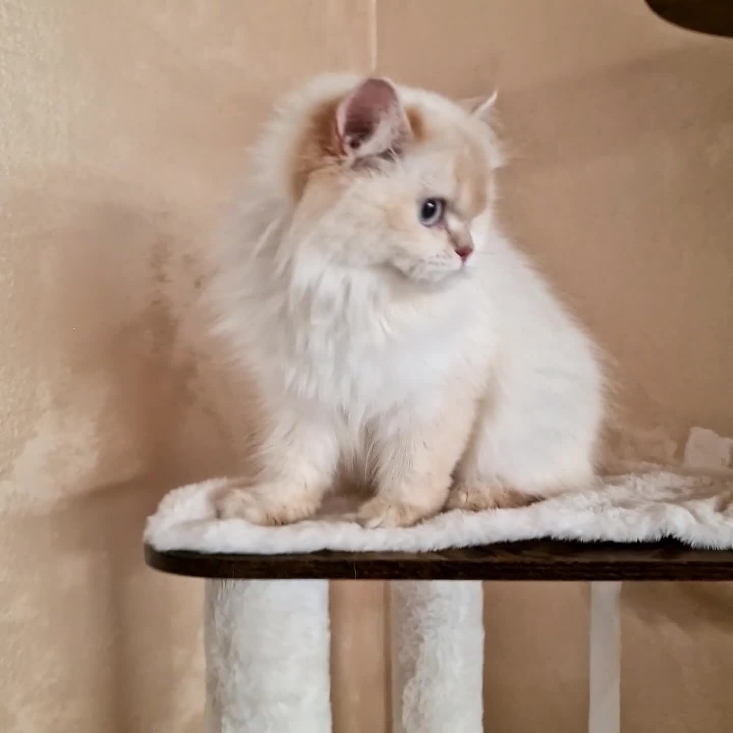 British gatti in vendita: DA RIPRODUZIONE GATTA BRITISH LONGHAIR  - Video 1