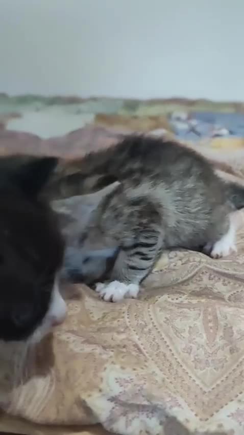 Europeo gatti in regalo: 4micini 40 giorni IN ARRIVO A MILANO - Video 1