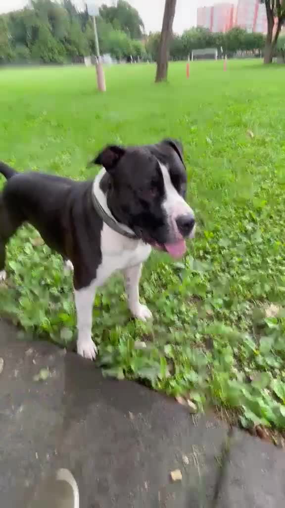 Meticcio cani in regalo: Roy e Mesh Mesh, una adozione di coppia - Video 1