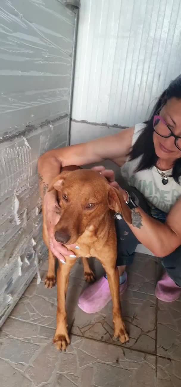 Cirneco dell'Etna cani in regalo: Cirneco dell'Etna in canile - Video 1