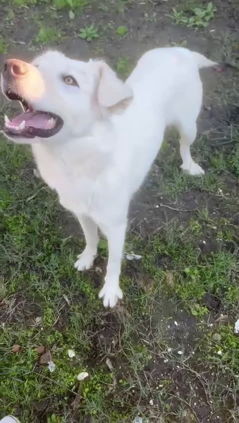 Meticcio cani in regalo: GUE’ 💙 - cucciolo splendido: nessuno chiama 😢🥺 - Video 1