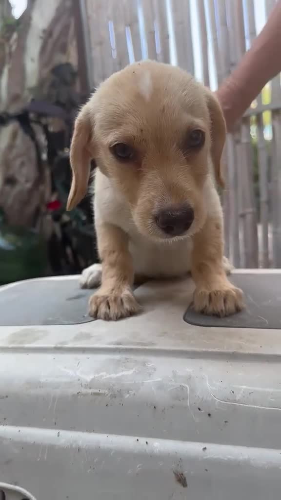 Meticcio cani in regalo: Cucciolo di taglia piccola  - Video 1
