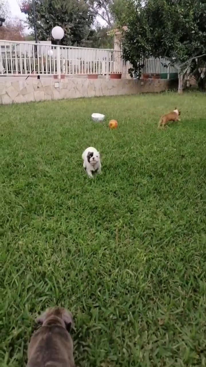 Bulldog Francese cani in vendita: Bulldog Francese  - Video 1