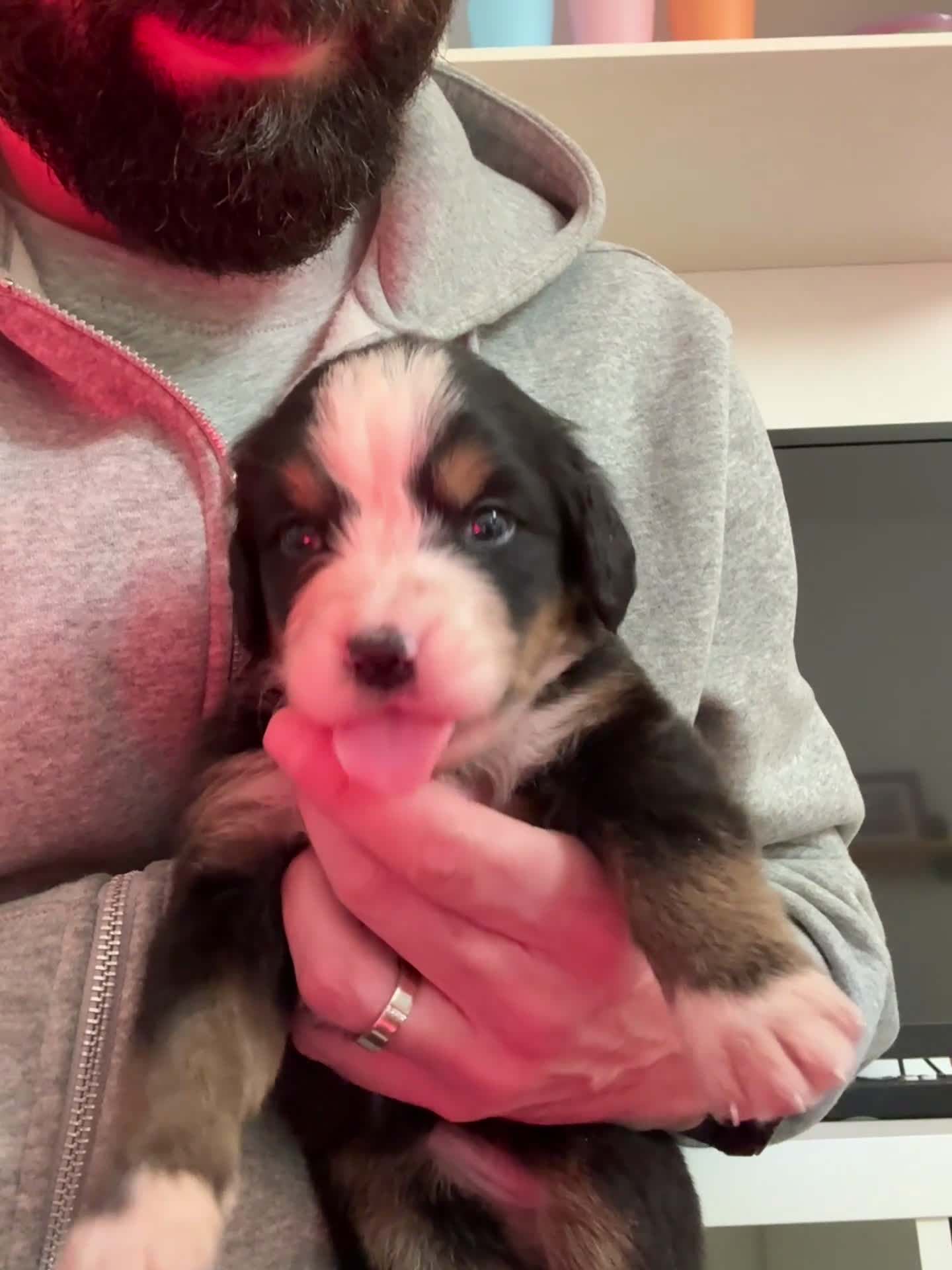 Bovaro del Bernese cani in vendita: Cuccioli Bernese da famiglia (privati) - Video 1