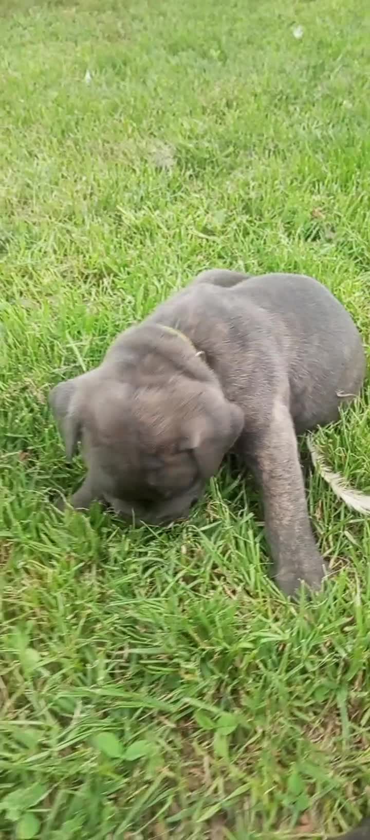 Cane Corso cani in vendita: Cuccioli cane corao - Video 5