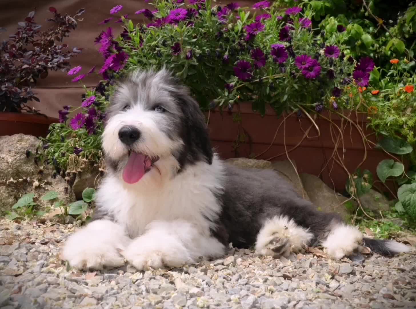 Bearded Collie cani in vendita: Bearded Collie cuccioli  - Video 1