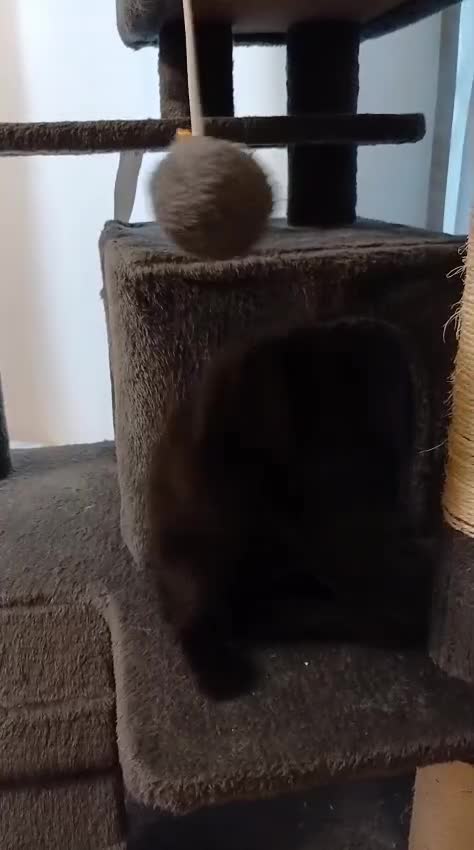Scottish gatti in vendita: Scottish fold/straight  a Provincia di Padova - Video 2