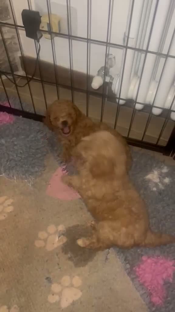 Barboncino Toy cani in vendita: Barboncini toy - Video 1