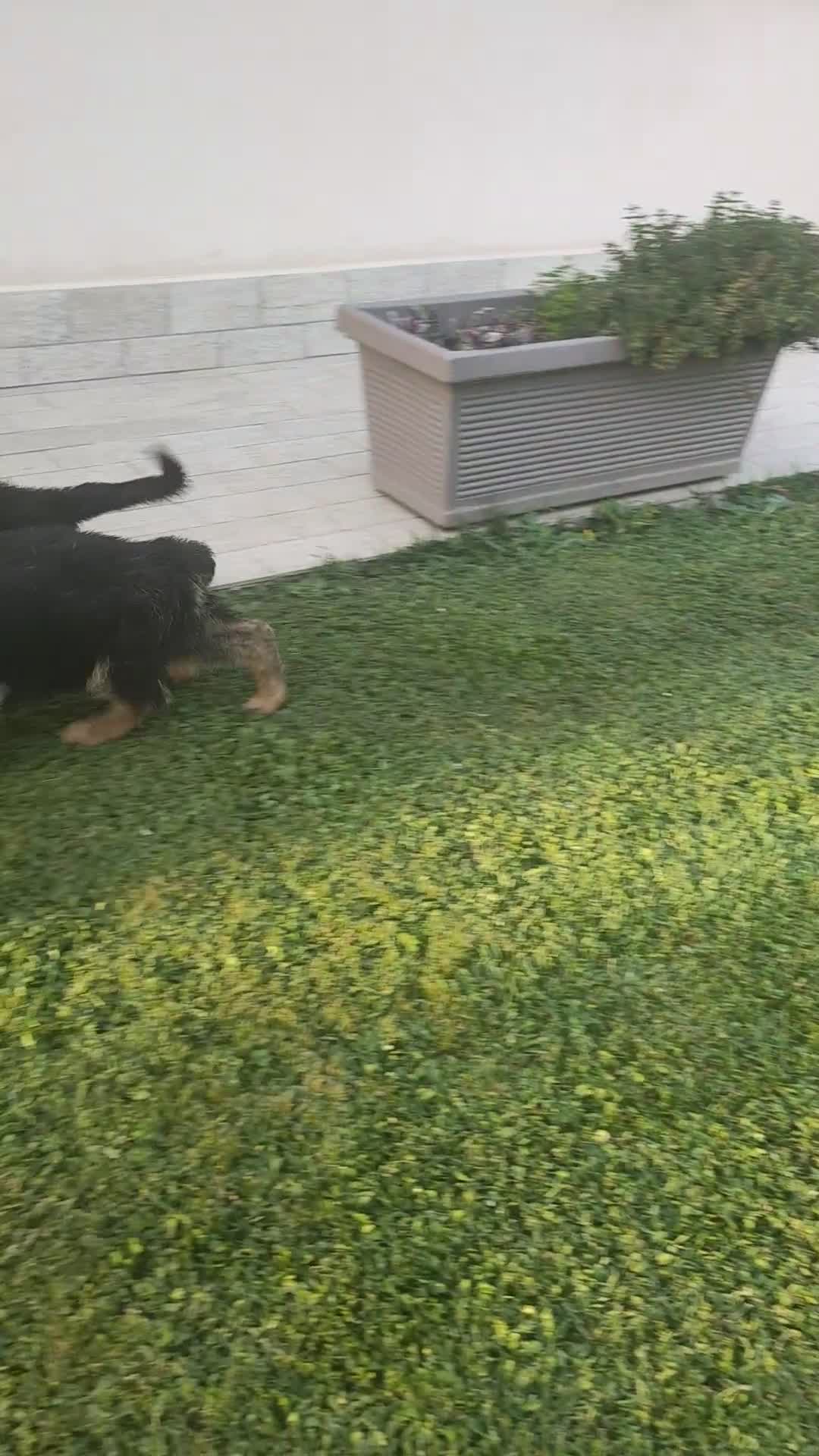 Pastore Tedesco cani in vendita: disponibili cuccioli pastore tedesco - Video 1