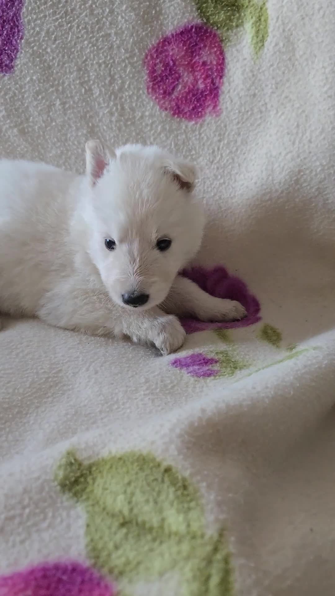Pastore Svizzero cani in vendita: Cuccioli pastore svizzero bianco - Video 1