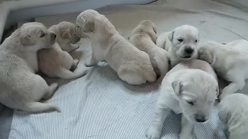 Golden Retriever cani in vendita: Splendidi cuccioli di golden retriever - Video 1