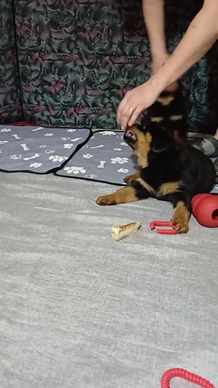 Rottweiler cani in vendita: Cuccioli rotweiler in vendita  - Video 1