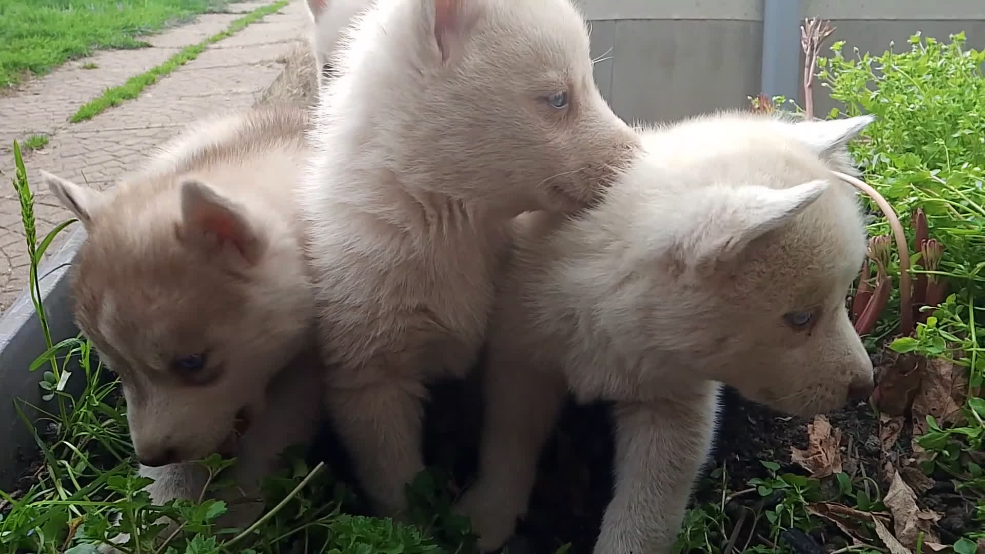 Husky cani in vendita: Cuccioli di siberian husky  - Video 1