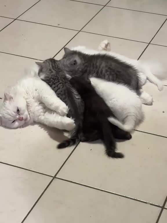 British gatti in vendita: gattini British & Scottish fold - Video 1