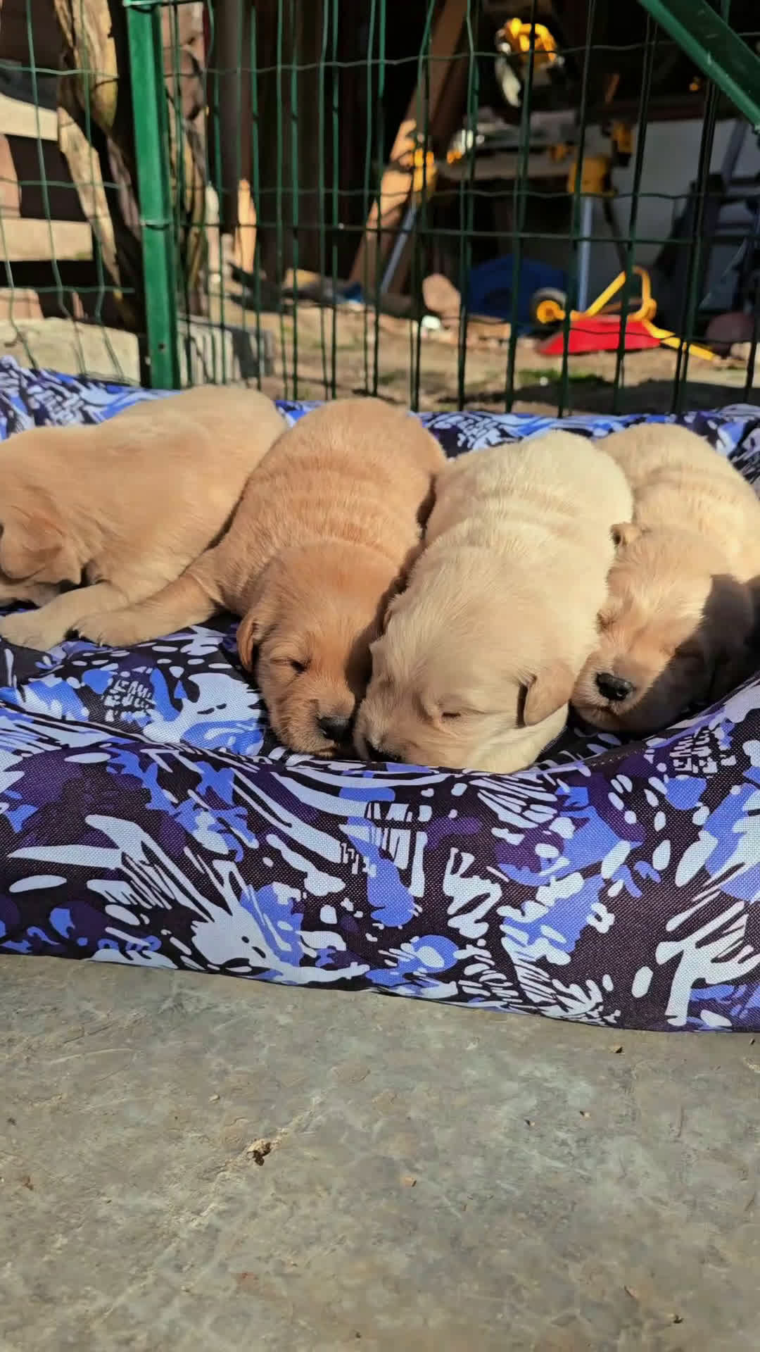 Golden Retriever cani in vendita: Cuccioli Golden retriever americano 100% - Video 1