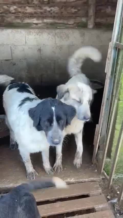 Meticcio cani in regalo: Gracy splendida giovanotta cerca casa  - Video 2
