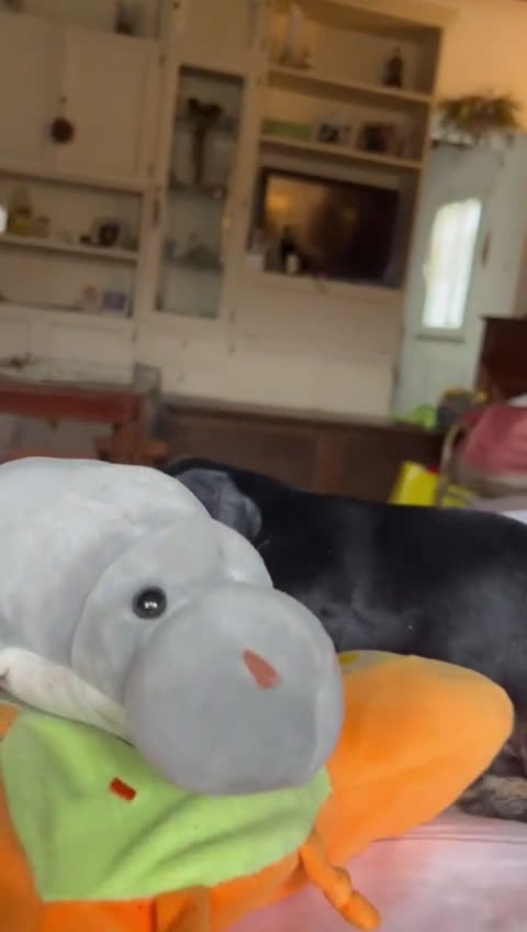 Bassotto cani in vendita: Cuccioli di Bassotto pelo duro con Pedigree Enci - Video 1