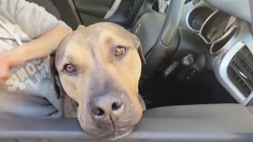 Meticcio cani in regalo: Bobby simil pit fuori, angelo nell anima - Video 1